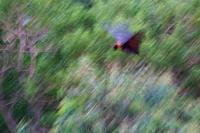 Kalon australsky - Pteropus poliocephalus - Gray-headed Flying Fox o1188_1